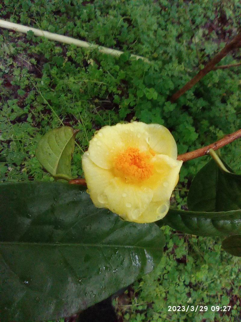 金花茶树苗，原生苗，6年苗2公分左右高1-1.5米