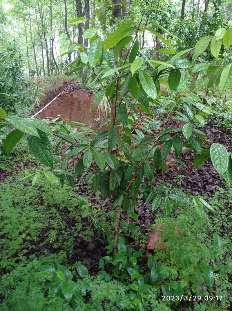 金花茶树苗，原生苗，6年苗2公分左右高1-1.5米