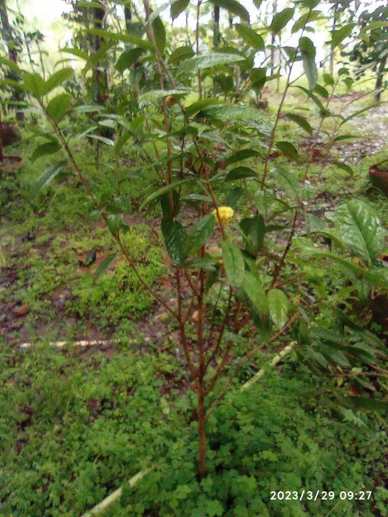 金花茶树苗，原生苗，6年苗2公分左右高1-1.5米
