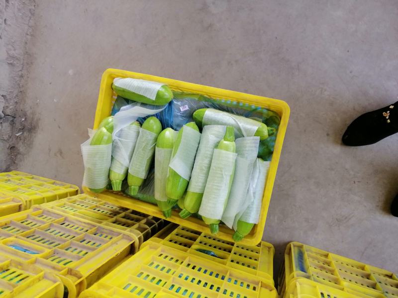 西葫芦，山西本地特产，量大优惠，欢迎订购