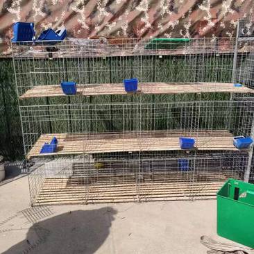兔笼养殖兔笼大型工厂兔笼免清粪的兔笼家用新款养殖