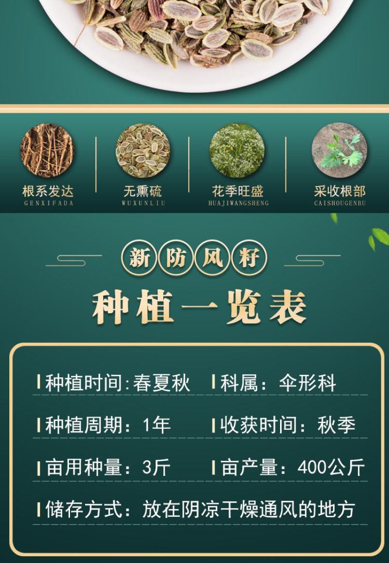 【推荐】防风籽，防风种子，一手货源，可视频看货发往全国