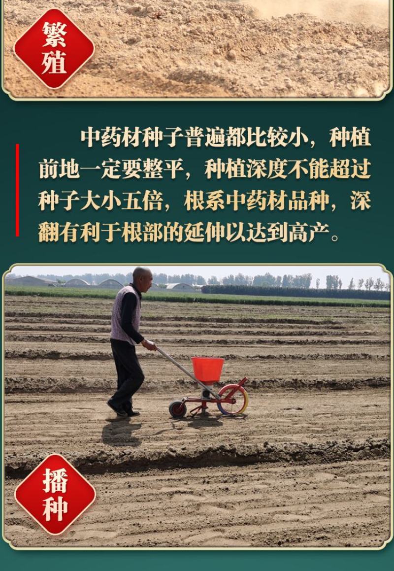 【推荐】防风籽，防风种子，一手货源，可视频看货发往全国