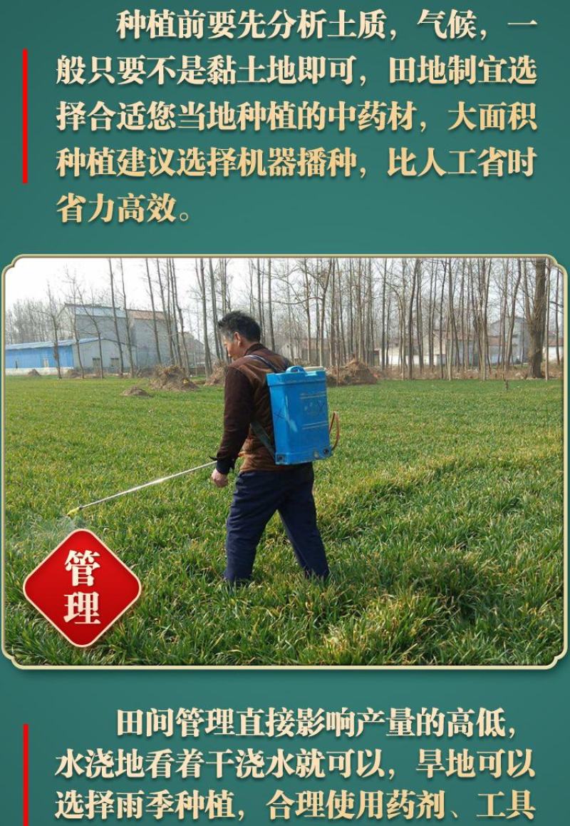 【推荐】防风籽，防风种子，一手货源，可视频看货发往全国