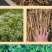 【推荐】防风籽，防风种子，一手货源，可视频看货发往全国