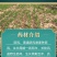 【推荐】防风籽，防风种子，一手货源，可视频看货发往全国