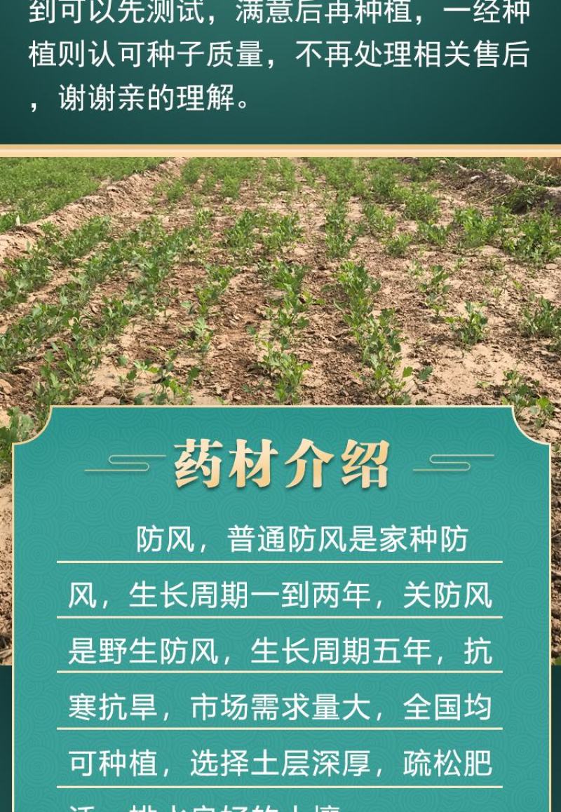 【推荐】防风籽，防风种子，一手货源，可视频看货发往全国