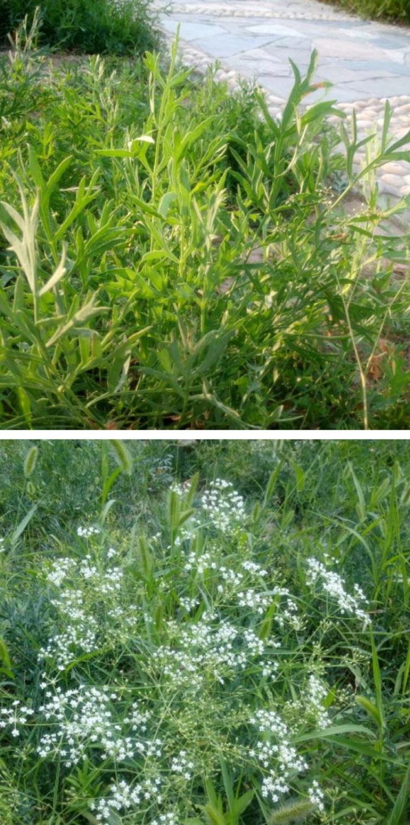【推荐】防风籽，防风种子，一手货源，可视频看货发往全国