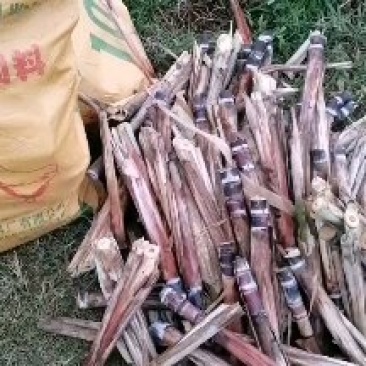 广西水果甘蔗种子产地直供提供种植技术指导包回收