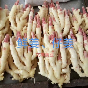 热推『红芽仔姜』规格齐全~一手货源产地直销(保质保量)