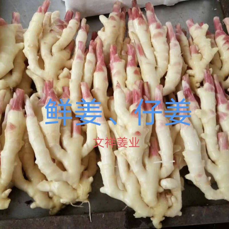 热推『红芽仔姜』规格齐全～一手货源产地直销（保质保量）