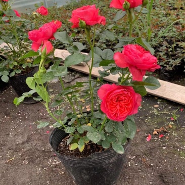 月季杯苗丰花大花欧月