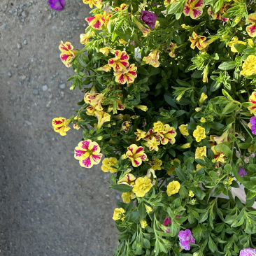 舞春花