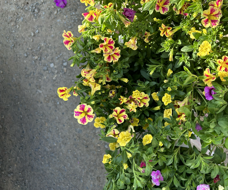 舞春花