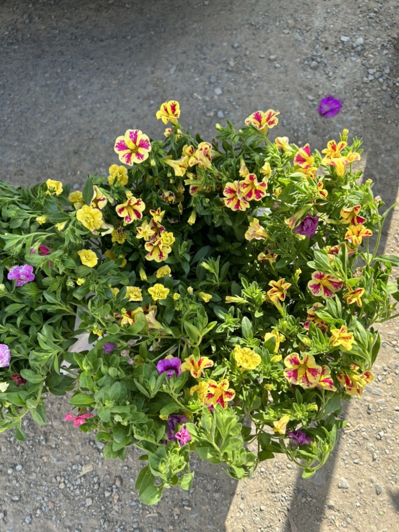 舞春花
