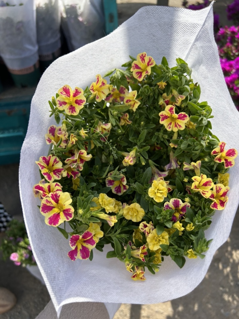 舞春花