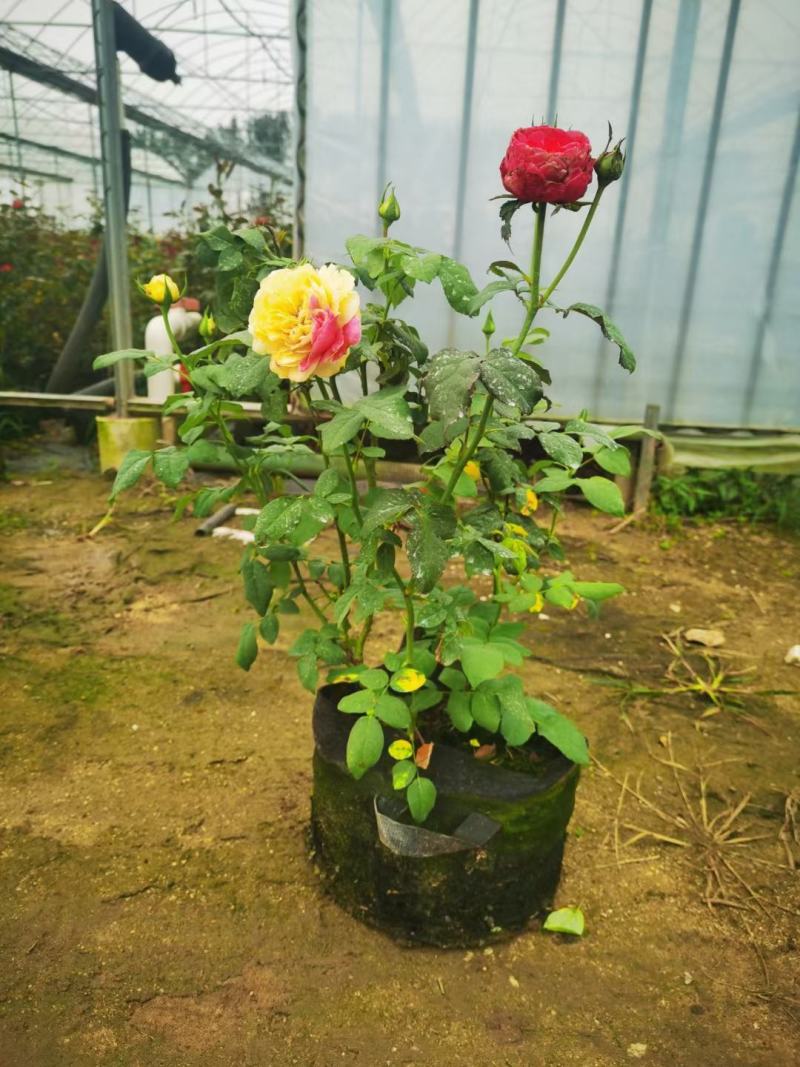 月季杯苗丰花大花欧月