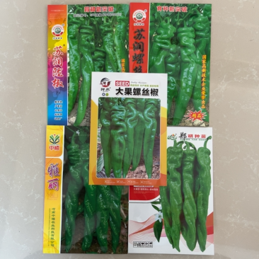 热销陇椒螺丝椒辣椒种子高端品种辣度高耐低温能力强挂果多
