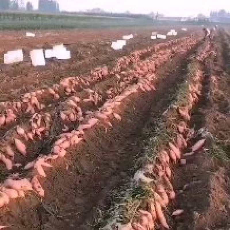 脱毒：龙薯九红薯苗！基地直发！一手货源，保证品质！
