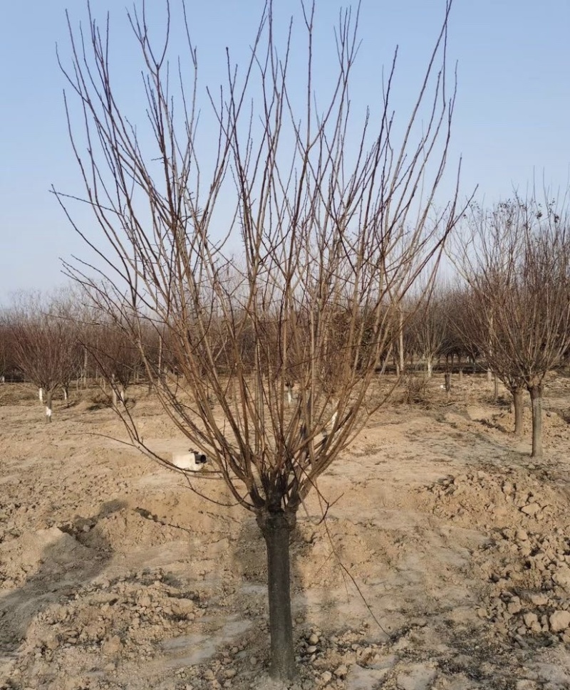 苗圃大量供应紫叶碧桃红叶碧桃规格齐全货源充足欢迎下单