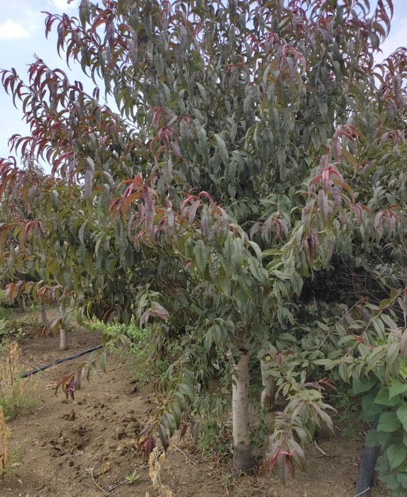 苗圃大量供应紫叶碧桃红叶碧桃规格齐全货源充足欢迎下单