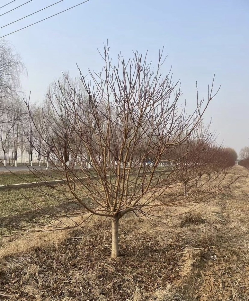 苗圃大量供应紫叶碧桃红叶碧桃规格齐全货源充足欢迎下单