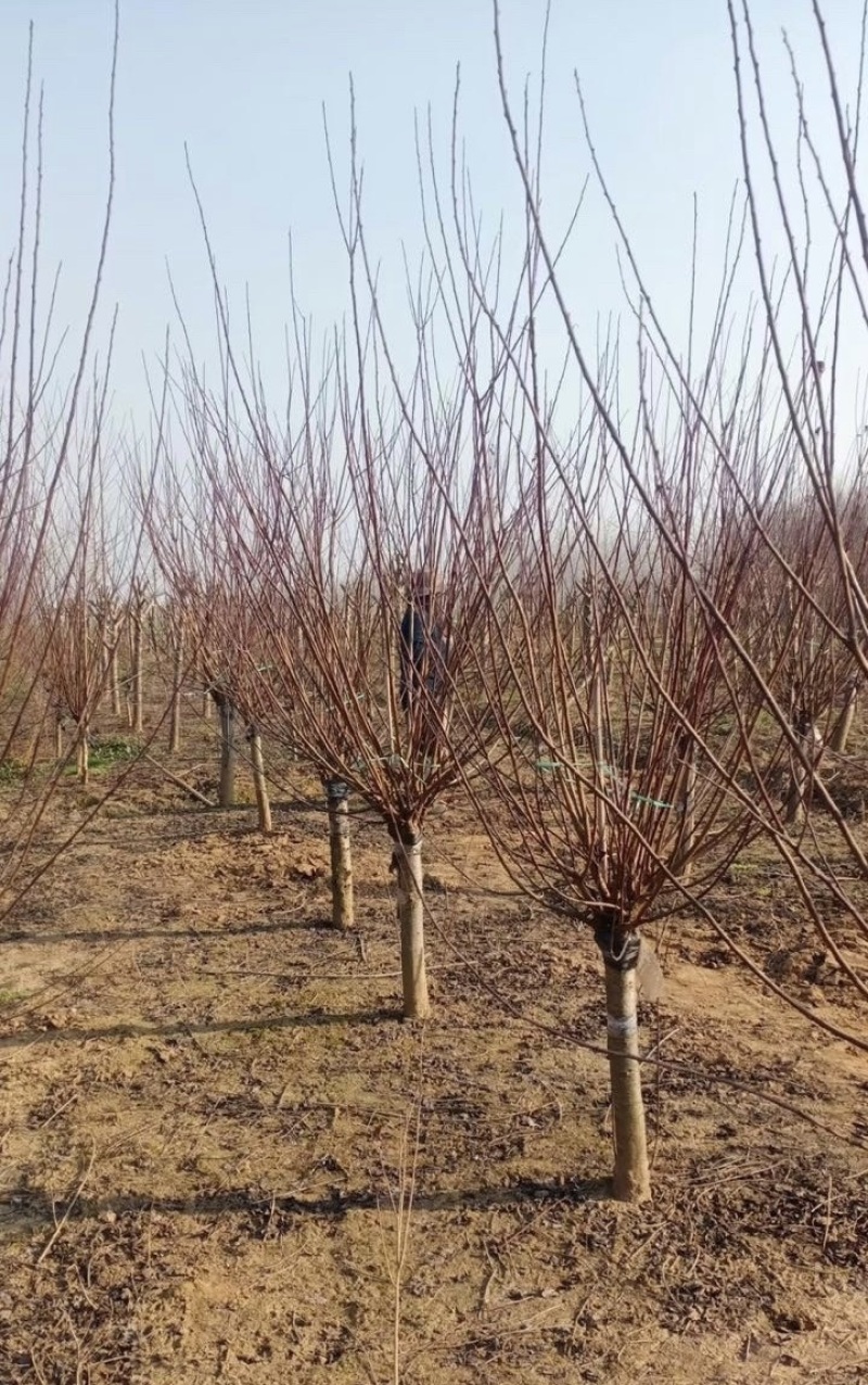 苗圃大量供应紫叶碧桃红叶碧桃规格齐全货源充足欢迎下单