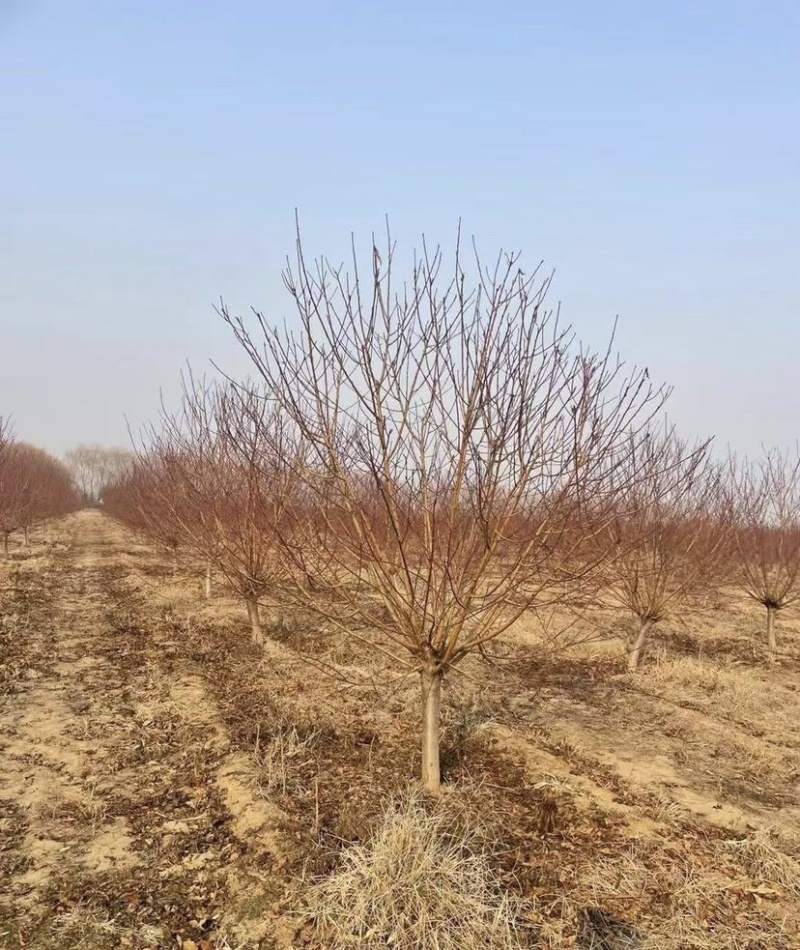 苗圃大量供应紫叶碧桃红叶碧桃规格齐全货源充足欢迎下单