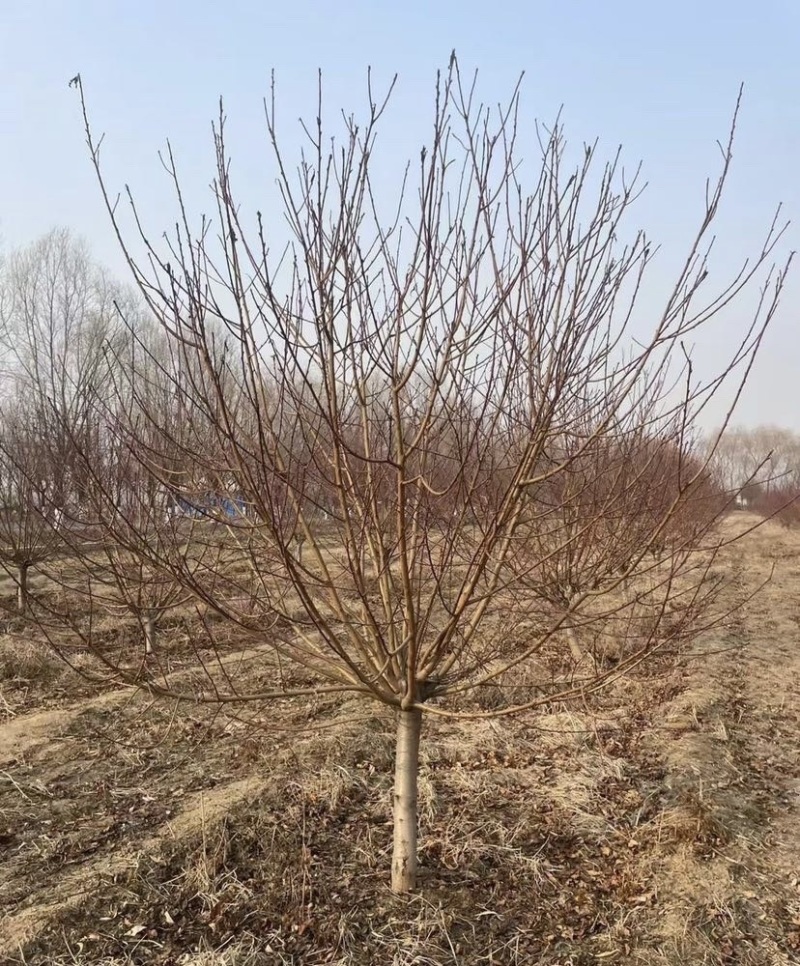 苗圃大量供应紫叶碧桃红叶碧桃规格齐全货源充足欢迎下单