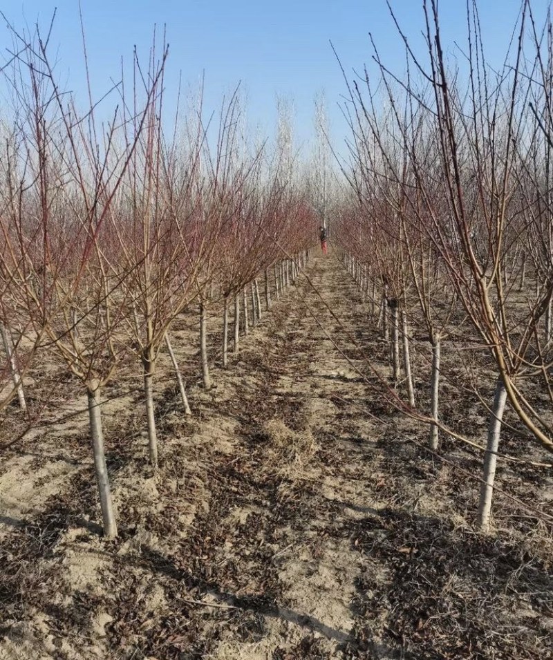苗圃大量供应紫叶碧桃红叶碧桃规格齐全货源充足欢迎下单