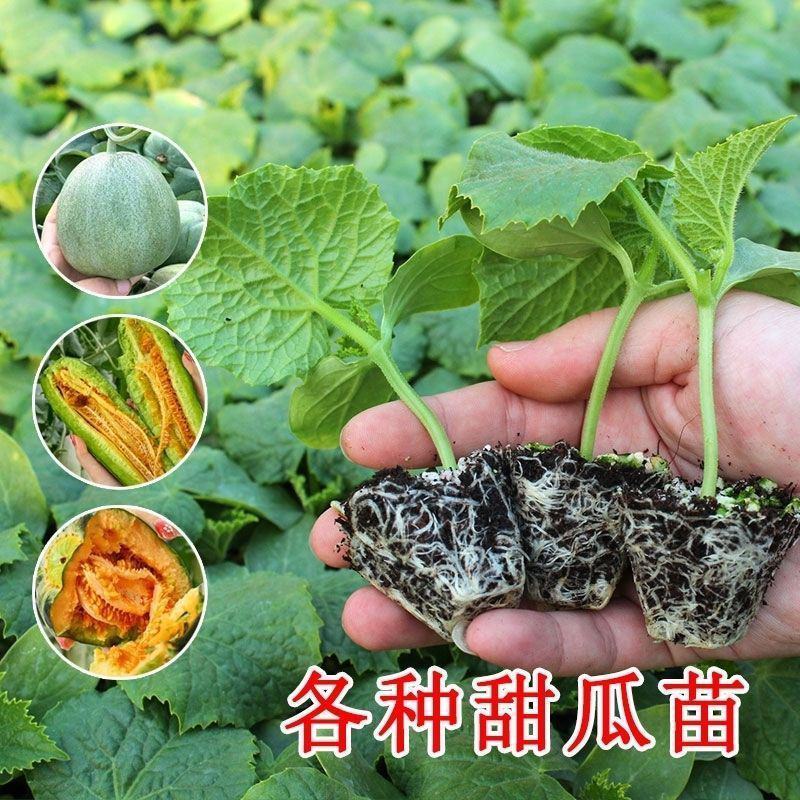 甜宝甜瓜苗甜宝甜瓜嫁接苗苹果型甜瓜苗薄皮香瓜苗