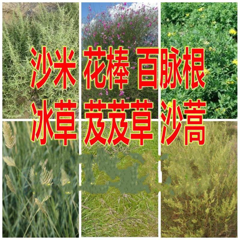 沙米种子，固土牧草沙蓬种子荒漠饲料骆驼喜食种籽耐寒耐旱