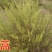 沙米种子，固土牧草沙蓬种子荒漠饲料骆驼喜食种籽耐寒耐旱