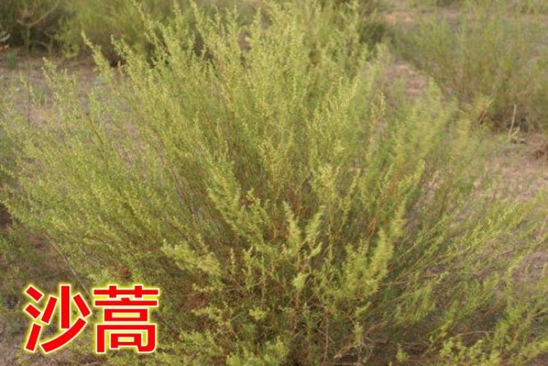 沙米种子，固土牧草沙蓬种子荒漠饲料骆驼喜食种籽耐寒耐旱