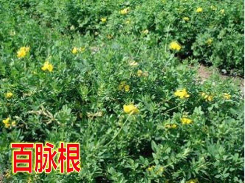 沙米种子，固土牧草沙蓬种子荒漠饲料骆驼喜食种籽耐寒耐旱