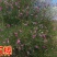沙米种子，固土牧草沙蓬种子荒漠饲料骆驼喜食种籽耐寒耐旱