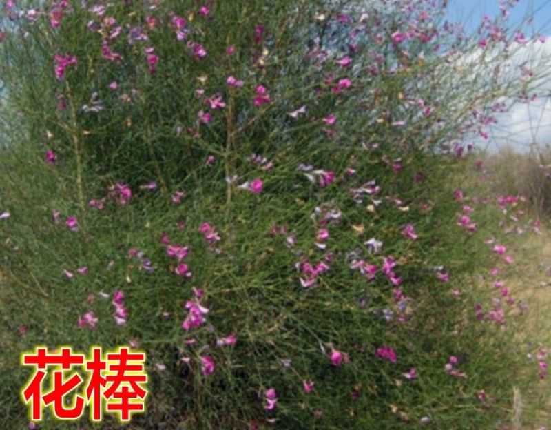 沙米种子，固土牧草沙蓬种子荒漠饲料骆驼喜食种籽耐寒耐旱
