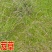 沙米种子，固土牧草沙蓬种子荒漠饲料骆驼喜食种籽耐寒耐旱