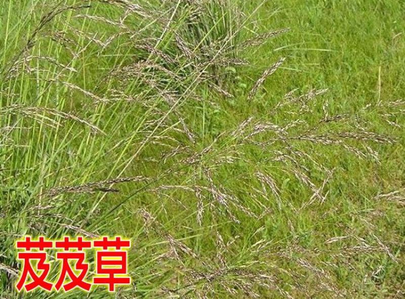 沙米种子，固土牧草沙蓬种子荒漠饲料骆驼喜食种籽耐寒耐旱
