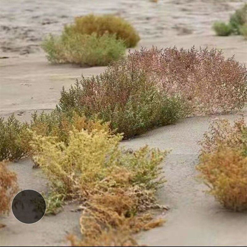 沙米种子，固土牧草沙蓬种子荒漠饲料骆驼喜食种籽耐寒耐旱