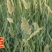 沙米种子，固土牧草沙蓬种子荒漠饲料骆驼喜食种籽耐寒耐旱