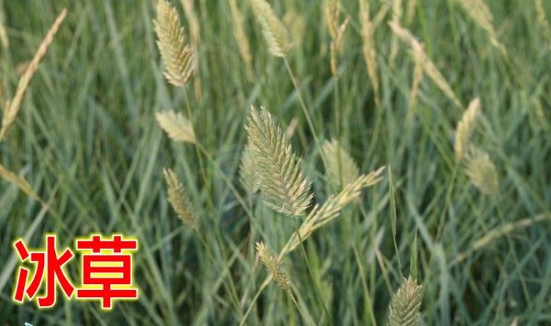 沙米种子，固土牧草沙蓬种子荒漠饲料骆驼喜食种籽耐寒耐旱