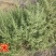沙米种子，固土牧草沙蓬种子荒漠饲料骆驼喜食种籽耐寒耐旱