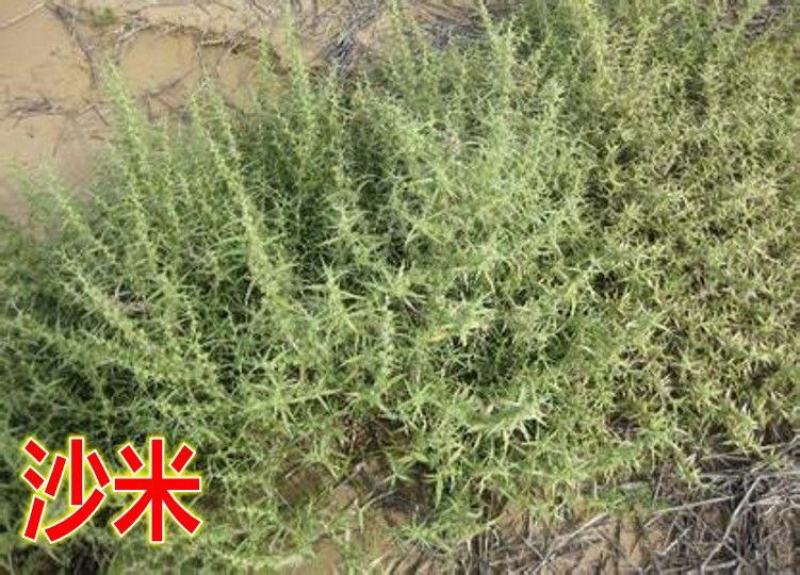沙米种子，固土牧草沙蓬种子荒漠饲料骆驼喜食种籽耐寒耐旱