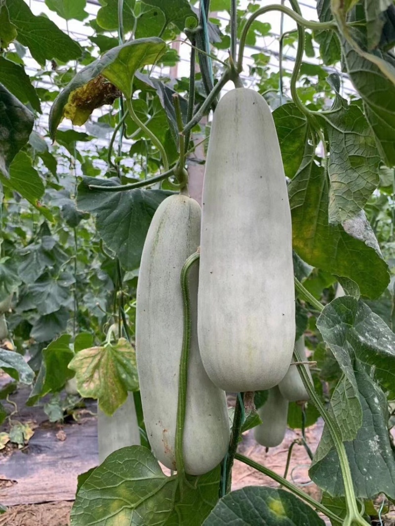 头茬博洋9⃣️博洋九一羊角蜜绿宝石代收代发