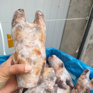 火烧牛蹄牛脚掌火烧去毛牛蹄红烧炖汤