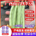 广西四季豆，光泽度非常漂亮，条形也统一！已经大量上市！！