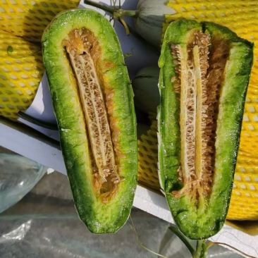 羊角蜜博洋61头茬甜瓜大量上市对接市场超市