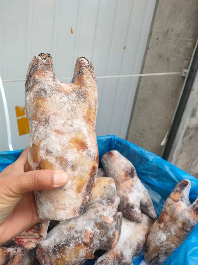 火烧牛蹄牛脚掌火烧去毛牛蹄红烧炖汤