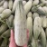 羊角蜜博洋61头茬甜瓜大量上市对接市场超市